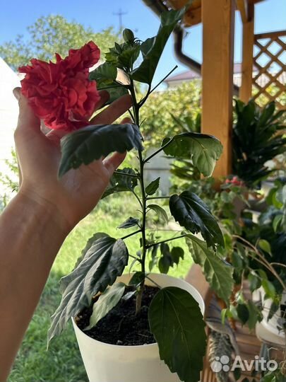 Домашние цветы