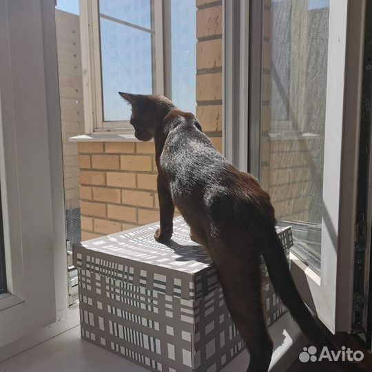 Москитная сетка на окно. Антикошка