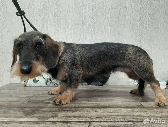 Тримминг собак