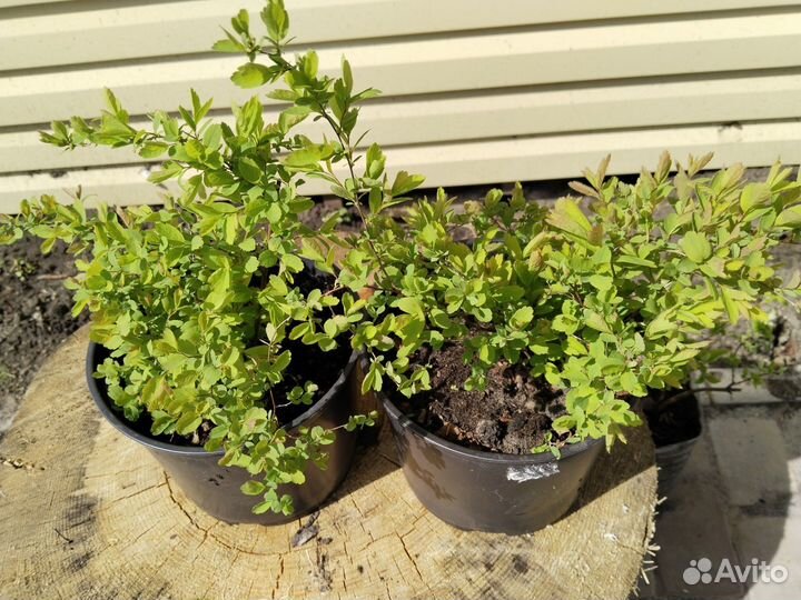 Кустарники декоративные