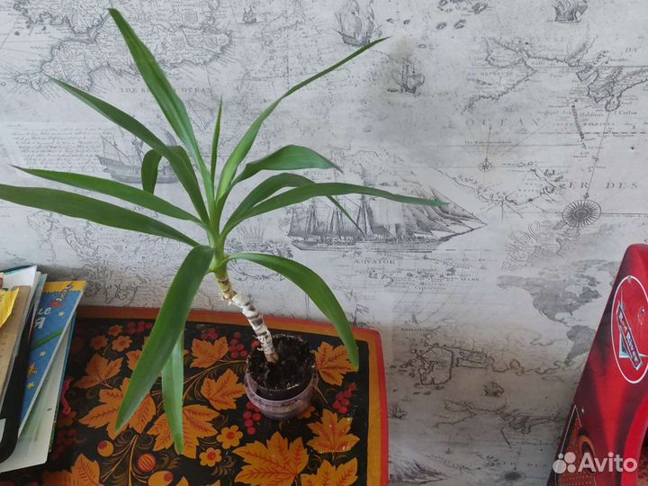 Пальма юкка 55 см