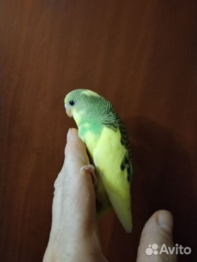 Птенцы волнистый попугай