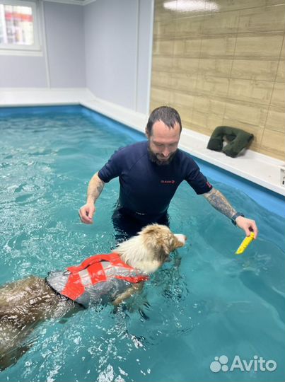 Бассейн для собак