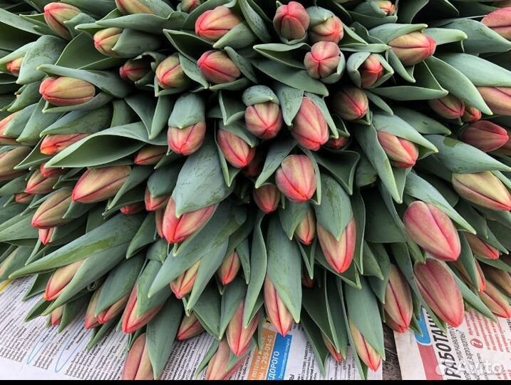 Луковица тюльпанов оптом 12;14+для выгонки