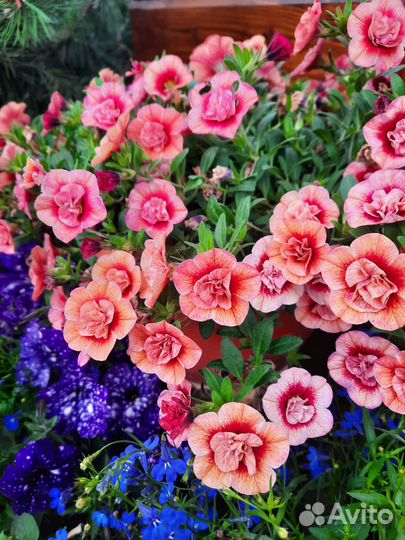 Калибрахоа