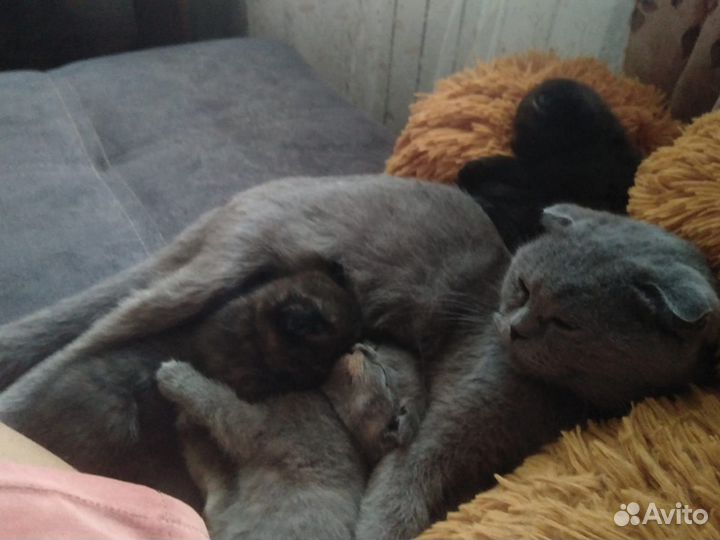 Котята