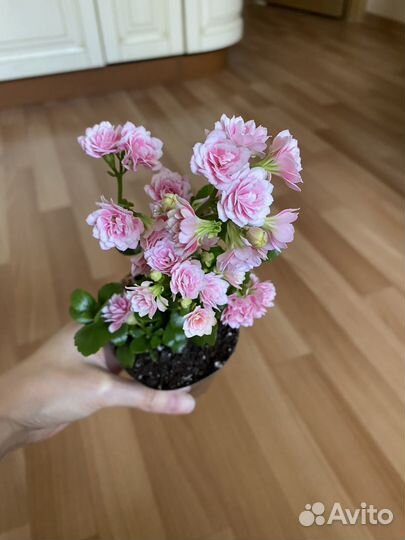 Каланхоэ цветущий