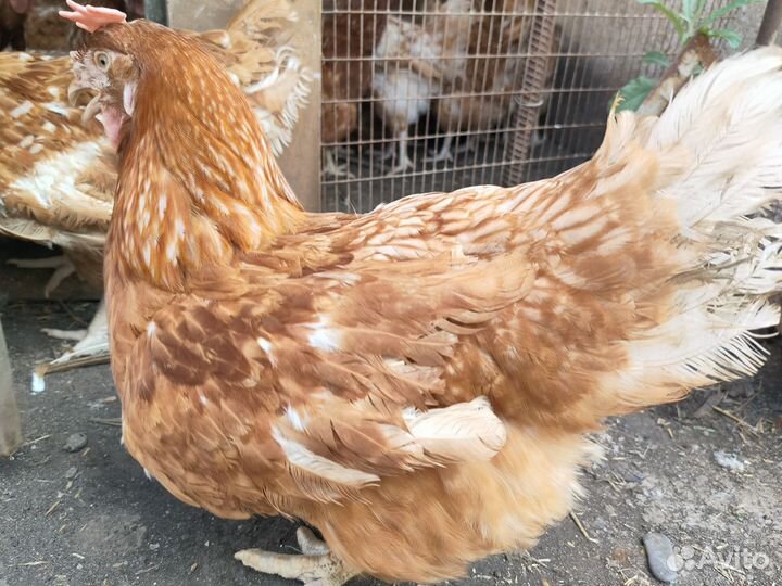 Куры несушки доминант 9 месяцев