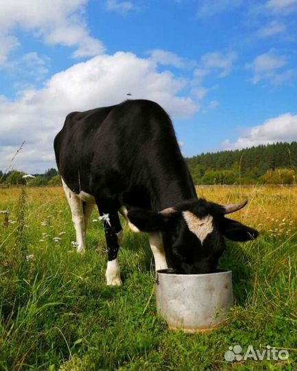 Телка 1 год