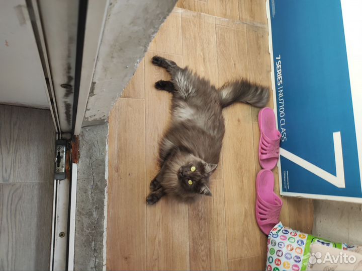 Кошка Буня в добрые руки