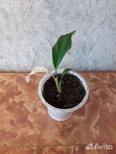 Спатифиллум пикассо