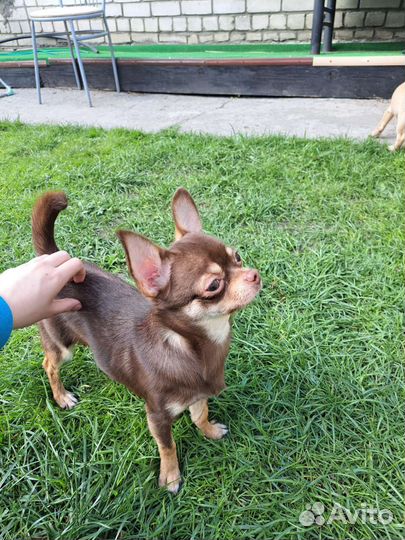 Чихуахуа вязка