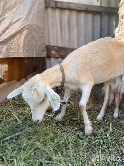 Коза дойная