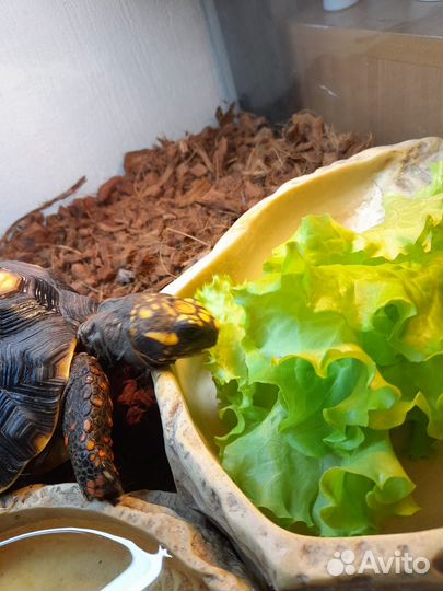 Угольная черепаха