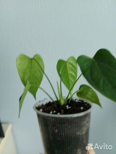 Антуриум красный