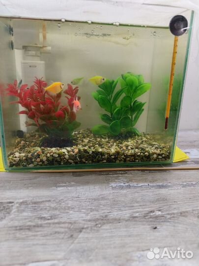 Аквариум