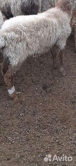 Ягнята баранчики на откорм