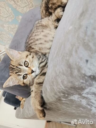 Британские котята, серебристая шиншилла