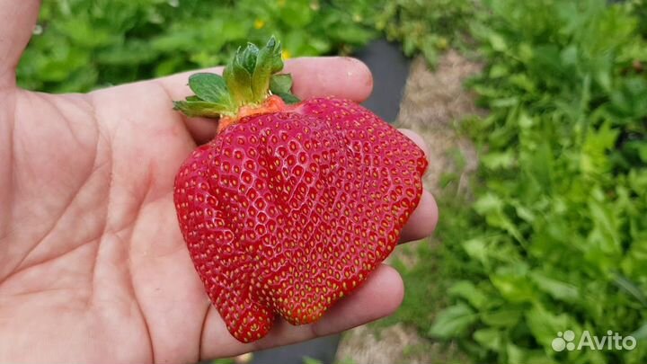 Саженцы рассада клубники Азия