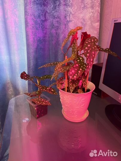 Комнатные цветы