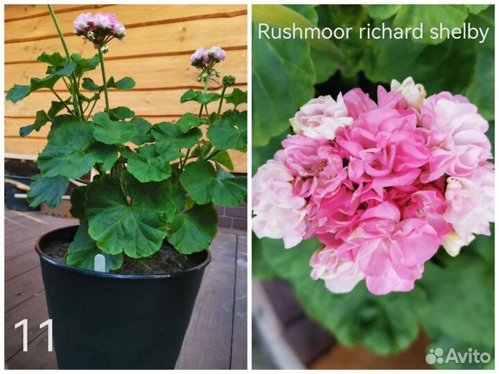 Пеларгонии сортовые