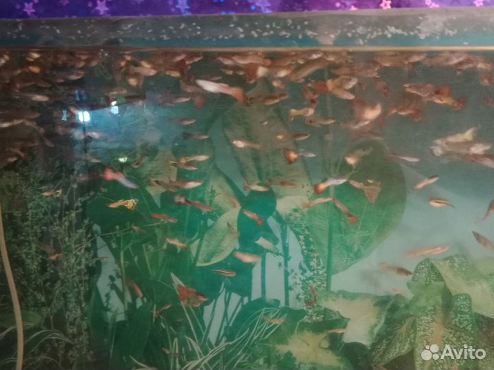 Рыбки гуппи