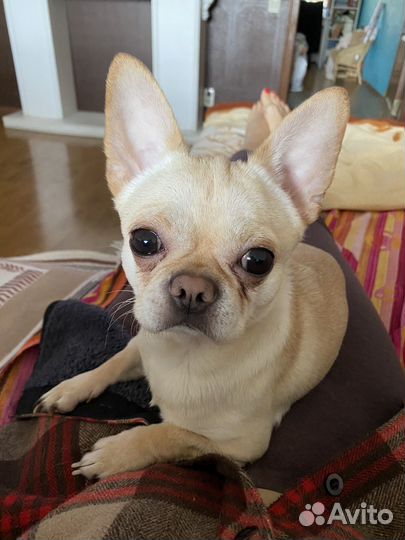 Собака для вязки