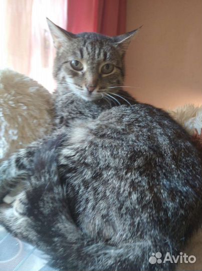 Стерилизованная кошка ищет дом