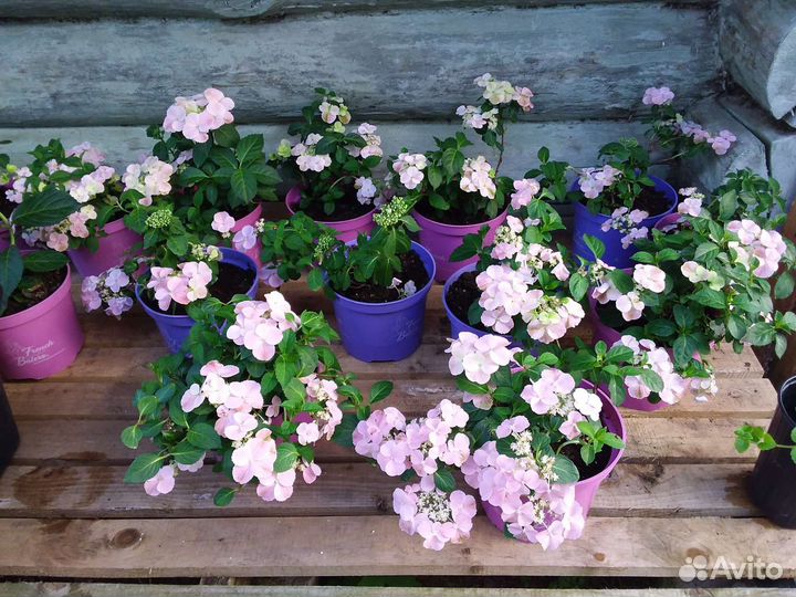 Гортензия ампельная Френч Болеро,Сбежавшая невеста