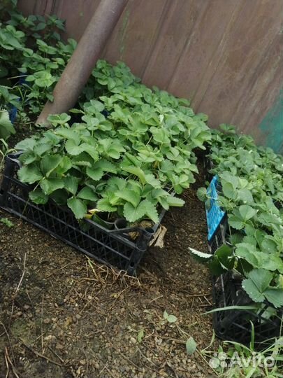 Рассада ремонтантной клубники murano, Азия