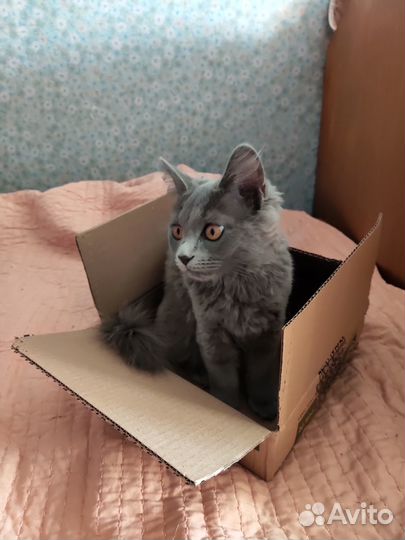 Котенок шартрез