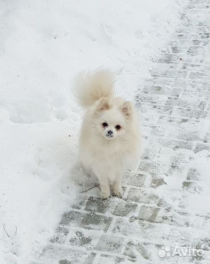 Вязка шпиц