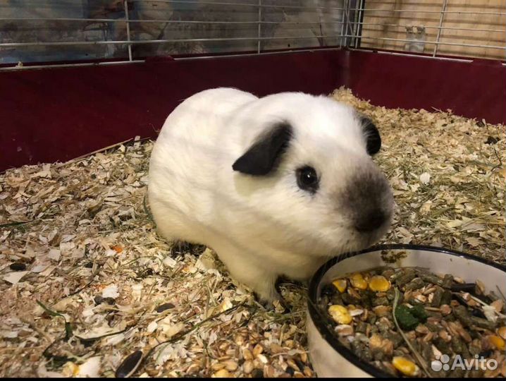 Морская свинка калифорния