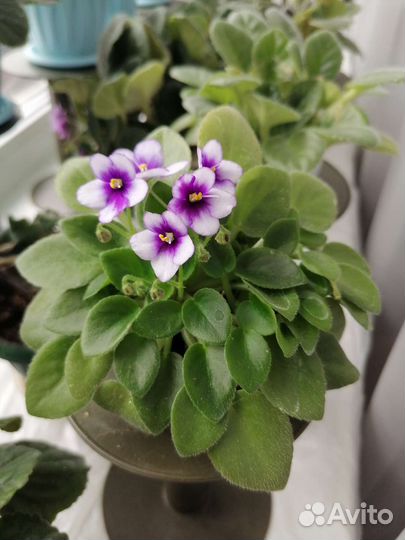 Мини фиалки