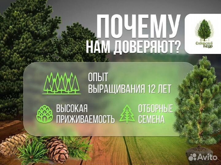 Дерево кедра