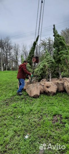 Сосна черная (Луховицы )