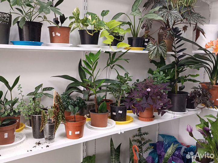 Комнатные растения цветы