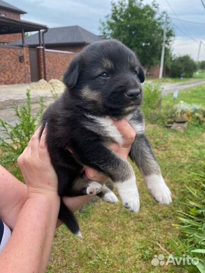 Малыш в добрые руки