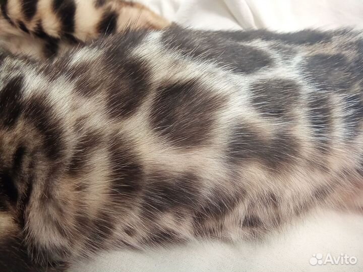 Бенгальские котята