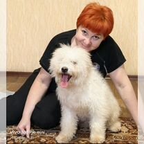 Пули, щенок