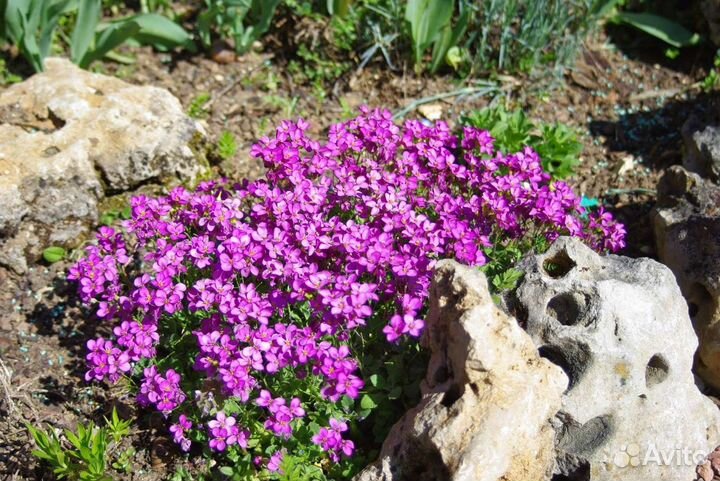 Арабис альпийский