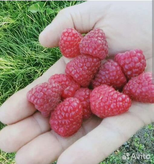 Малина полька