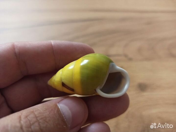 Морская раковина