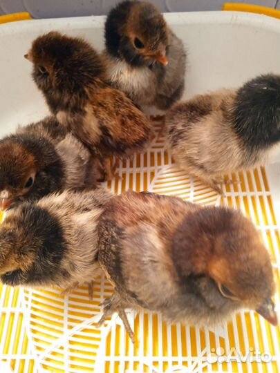Породистые цыплята