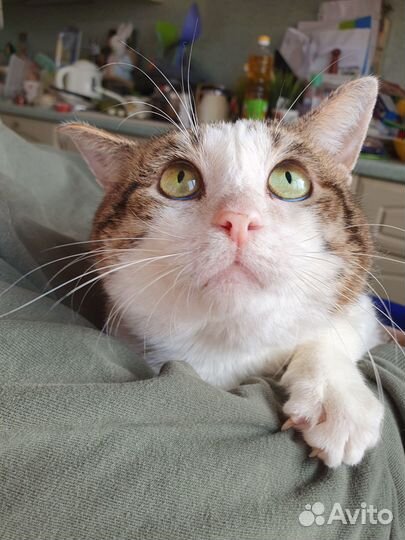 Кот в поиске мамы и дома