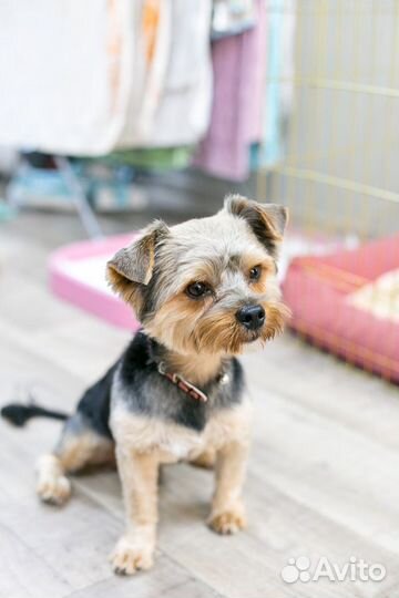 Йоркширский терьер