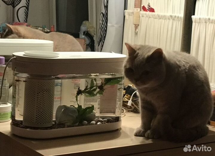 Аквариум Xiaomi Descriptive Amphibious C180