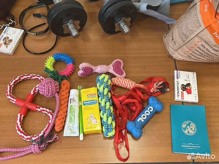 Щенок лабрадора 3 месяца