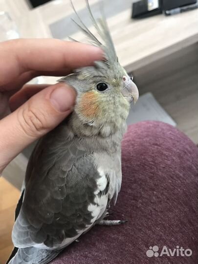 Попугай корелла