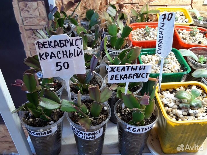 Сортовые декабристы